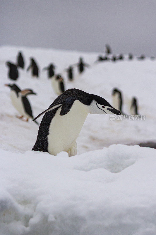 南极企鹅(Pygoscelis antarctic) -南极洲